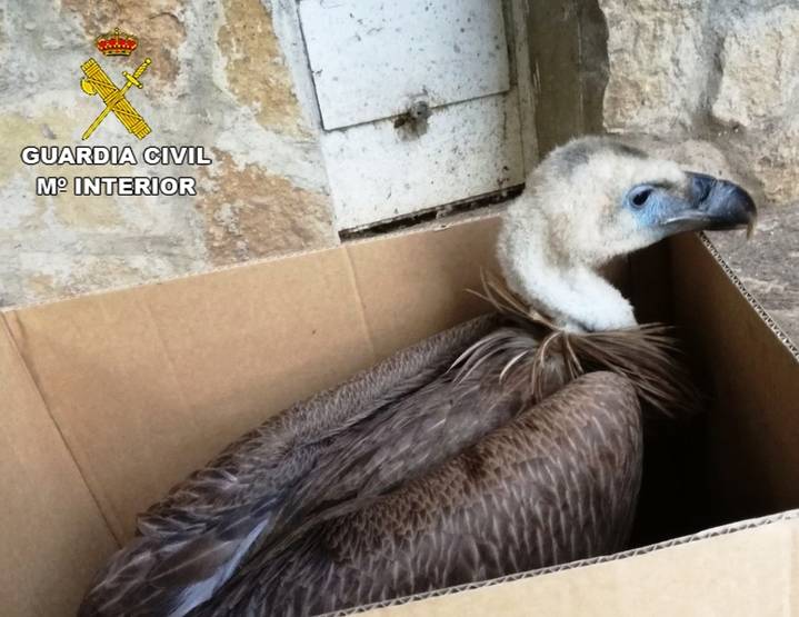 La Guardia Civil recupera un buitre leonado en Sacecorbo