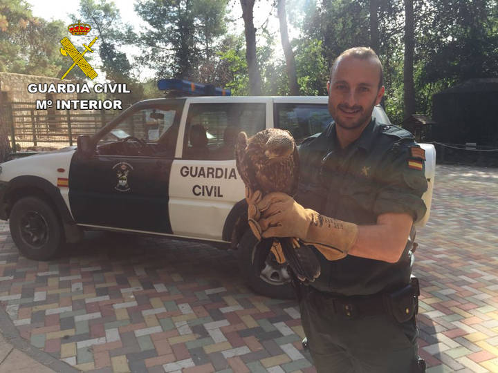 El Seprona recupera un milano negro en Brihuega