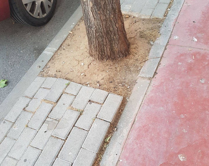 Ciudadanos Azuqueca denuncia el mal estado de las aceras debido al crecimiento de los árboles