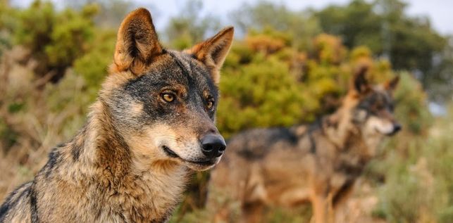 El ataque de un lobo causa graves daños en una explotación de Majaelrayo