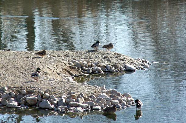 Becas de prácticas para estudiantes de Ciencias Ambientales en la Reserva Ornitológica de Azuqueca