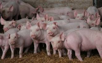 Se manifiestan este domingo en un pueblo de Cuenca contra la llegada de una granja de cerdos