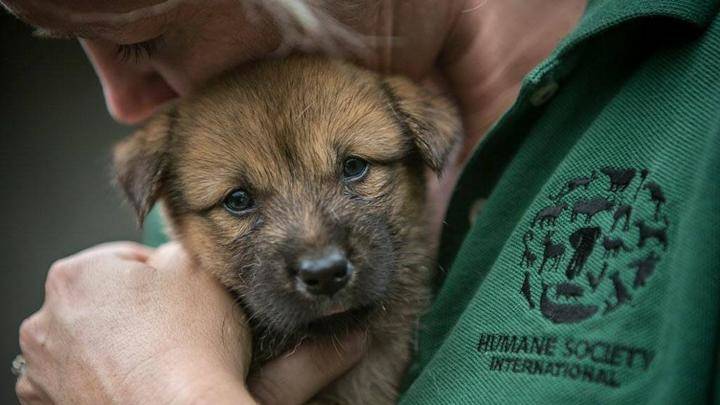 Rescatados 149 cachorros de perro de morir electrocutados para hacer sopa picante 