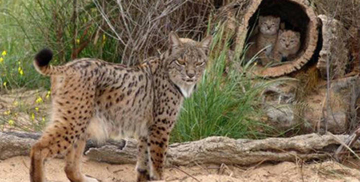 INAUDITO : Una hembra de solo un año pare tres cachorros de lince ibérico en Castilla-La Mancha