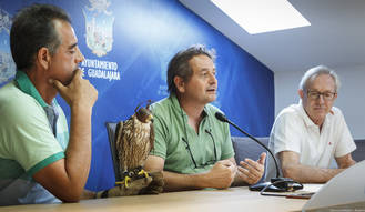 El ayuntamiento de Guadalajara se ayuda de halcones para controlar la proliferaci&#243;n de palomas