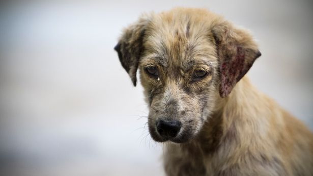 La Guardia Civil investiga a una persona por maltrato animal en Marchamalo