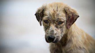 La Guardia Civil investiga a una persona por maltrato animal en Marchamalo