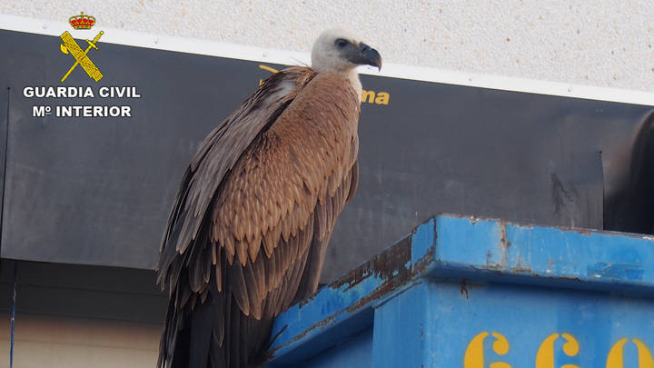 La Guardia Civil recupera un Buitre Leonado en el Polígono Industrial de Fontanar
