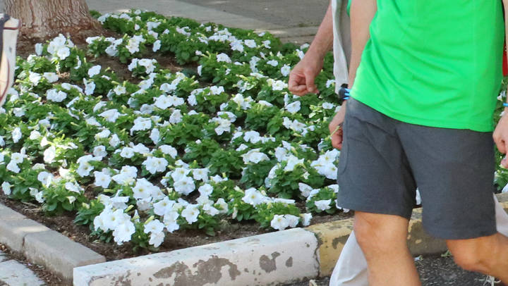 Silvia García: “No entendemos que el Equipo de Gobierno gaste 100.000 euros en plantas para que en siete meses se echen a perder por falta de mantenimiento”