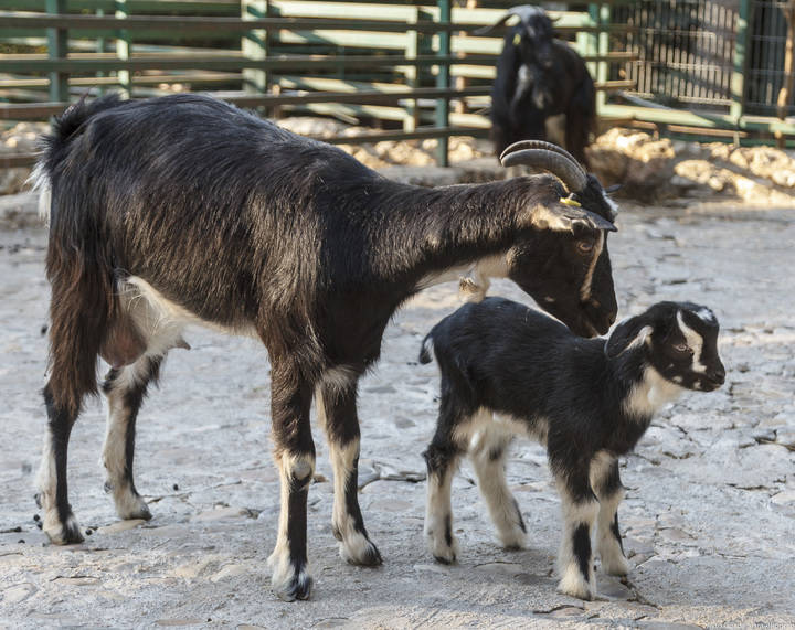 Nace en el zoo de Guadalajara un ejemplar de cabra de Guadarrama, raza autóctona en peligro de extinción