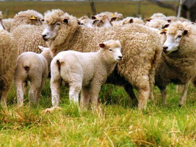 Bruselas declara a Albacete, Cuenca y Guadalajara libres de brucelosis ovina