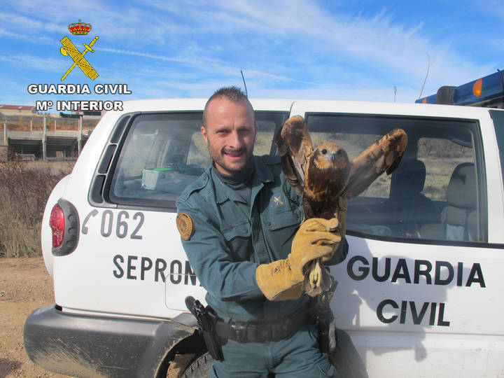 El SEPRONA recupera un Aguilucho Lagunero en Cifuentes