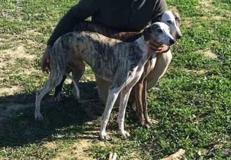 Dos personas detenidas por el robo de tres galgos en un pueblo de Toledo