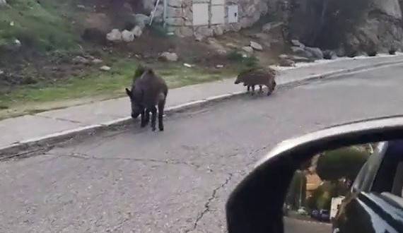 Alertan de una plaga de jabalíes en Madrid, casi la mitad con tuberculosos