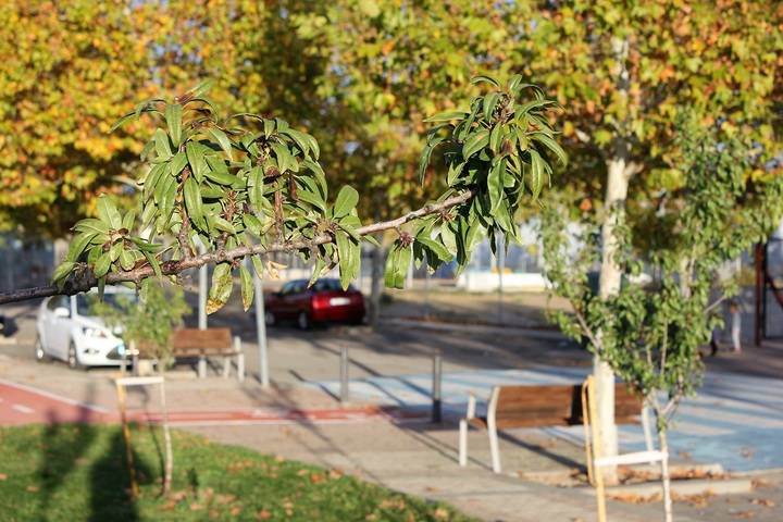 Lavado de cara en el parque ‘Federico García Lorca’ de Valdeluz