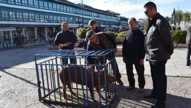Tiene guasa : La 'guarrilla' de San Antón en Almagro es bautizada como 
