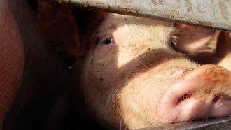 Abren expediente sancionador a la macrogranja de cerdos de Cañete en Cuenca