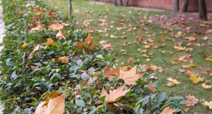 Se intensifican las labores de retirada de hojas y ramas en las vías públicas y en parques y jardines