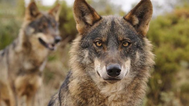Condenan a la Junta a indemnizar con más de 5.000 euros a un ganadero de Guadalajara por los ataques de lobos