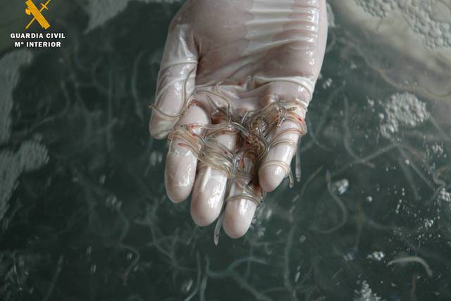 Interceptan 113 kilos de angulas vivas en Barajas que iban a Hong Kong