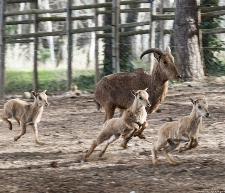 Nacen nuevas crías en el Zoo Municipal de Guadalajara