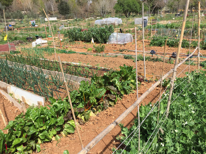 Huertos “ecosociales” disponibles en Azuqueca de Henares