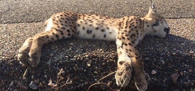 Hallan un lince muerto en una carretera de Toledo, a su paso por San Pablo de los Montes