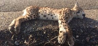Hallan un lince muerto en una carretera de Toledo, a su paso por San Pablo de los Montes