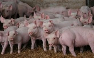 Rechazan la instalaci&#243;n de dos macrogranjas de cerdos en Los Cerralbos y autorizan una de 4.000 cerdos en Villafranca