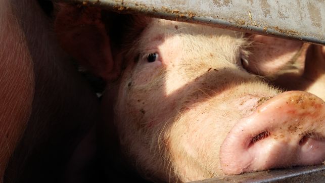 Recogen más de 2.500 firmas contra la macrogranja de cerdos en Luzón