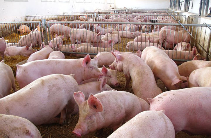 Luz verde ambiental para una macrogranja de 2.000 cerdos en el término de Luzón
