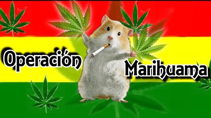 Desaparecen 540 kilos de marihuana y la policía echa la culpa...¡a las ratas!