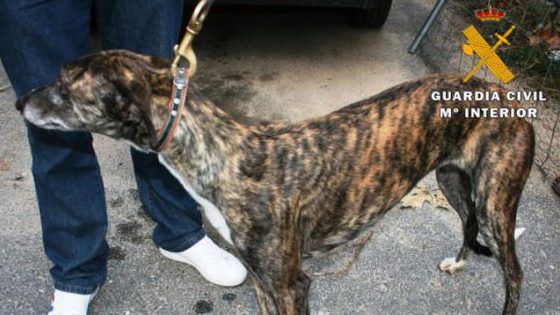 Detenidas tres personas por caza furtiva con galgos en dos fincas de Toledo