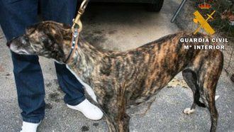 Detenidas tres personas por caza furtiva con galgos en dos fincas de Toledo