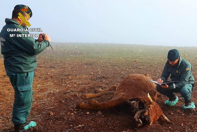 Investigan a un ganadero de Ciudad Real por dejar morir de hambre a sus animales