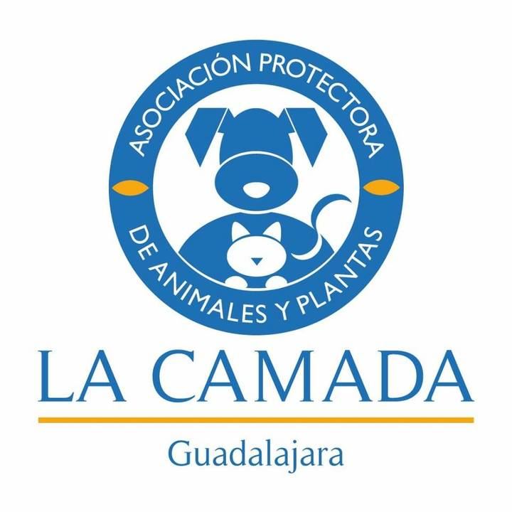 La Camada está desbordada porque al albergue “llegan perros y gatos que no son de Guadalajara”