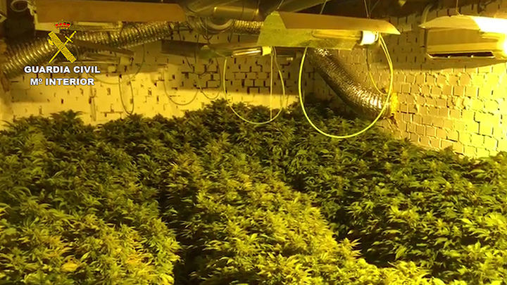 La Guardia Civil detiene a tres personas por cultivar 703 plantas de marihuana en Albalate de Zorita