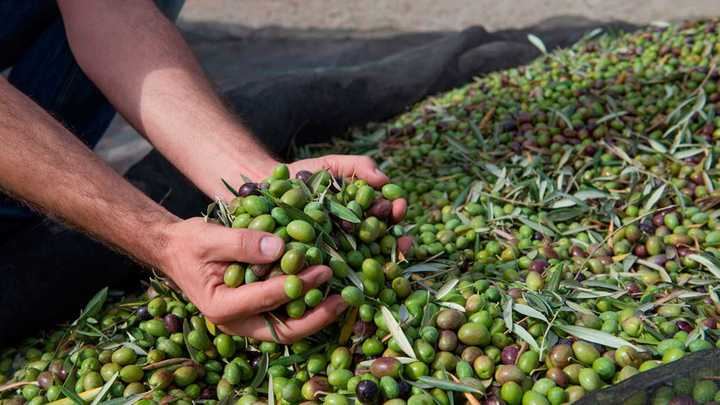 La exportación de aceituna negra española a EEUU se desploma un 42% hasta marzo