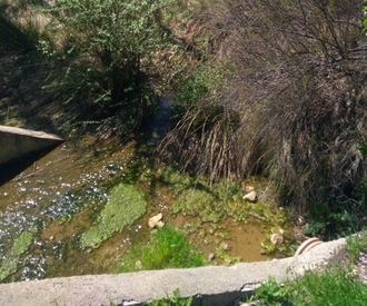 “La maleza y los bichos invaden los arroyos ante la pasividad y el abandono de la alcaldesa de Villanueva”