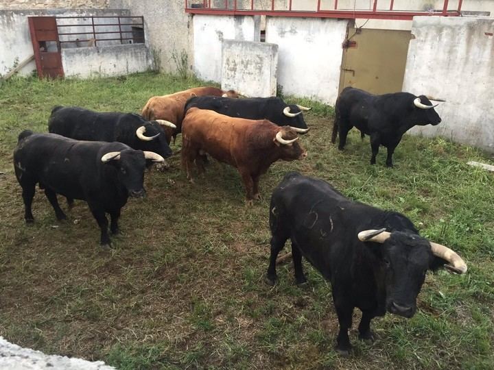 Enlotados y sorteados los toros de Juan Pedro Domecq para la 53º edición de la Tradicional Corrida de Primavera de Brihuega