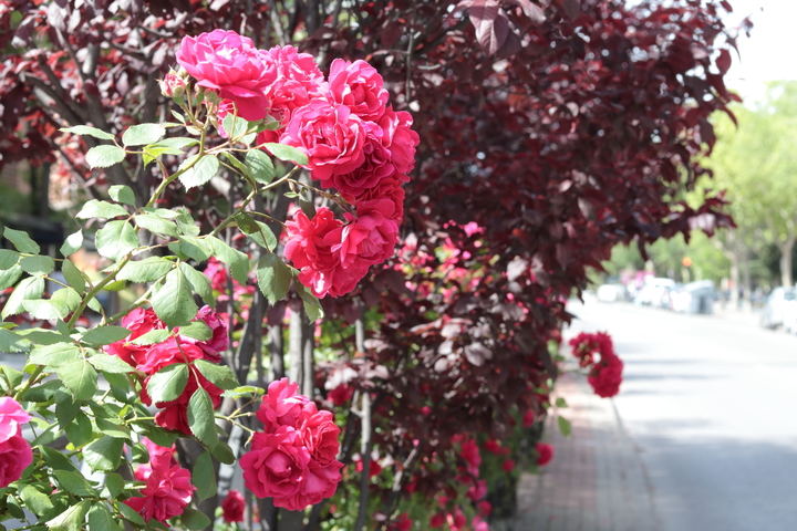 Foto : www.eduardobonillaruiz.com