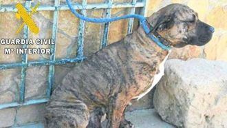 La Guardia Civil inicia en Guadalajara una campaña de vigilancia de perros potencialmente peligrosos