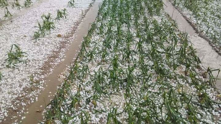 3.588 hectáreas de campo afectadas en Guadalajara por esta 'primavera loca': Lluvias, heladas y pedrisco