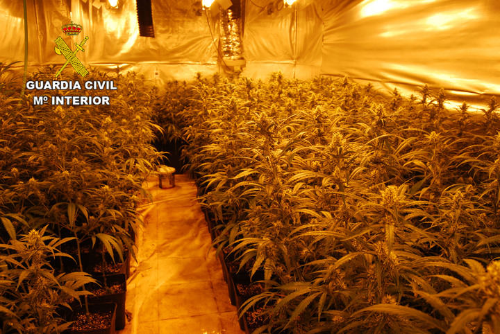La Guardia Civil incauta más de 2.000 plantas de marihuana en Chiloeches y en Villanueva de la Torre