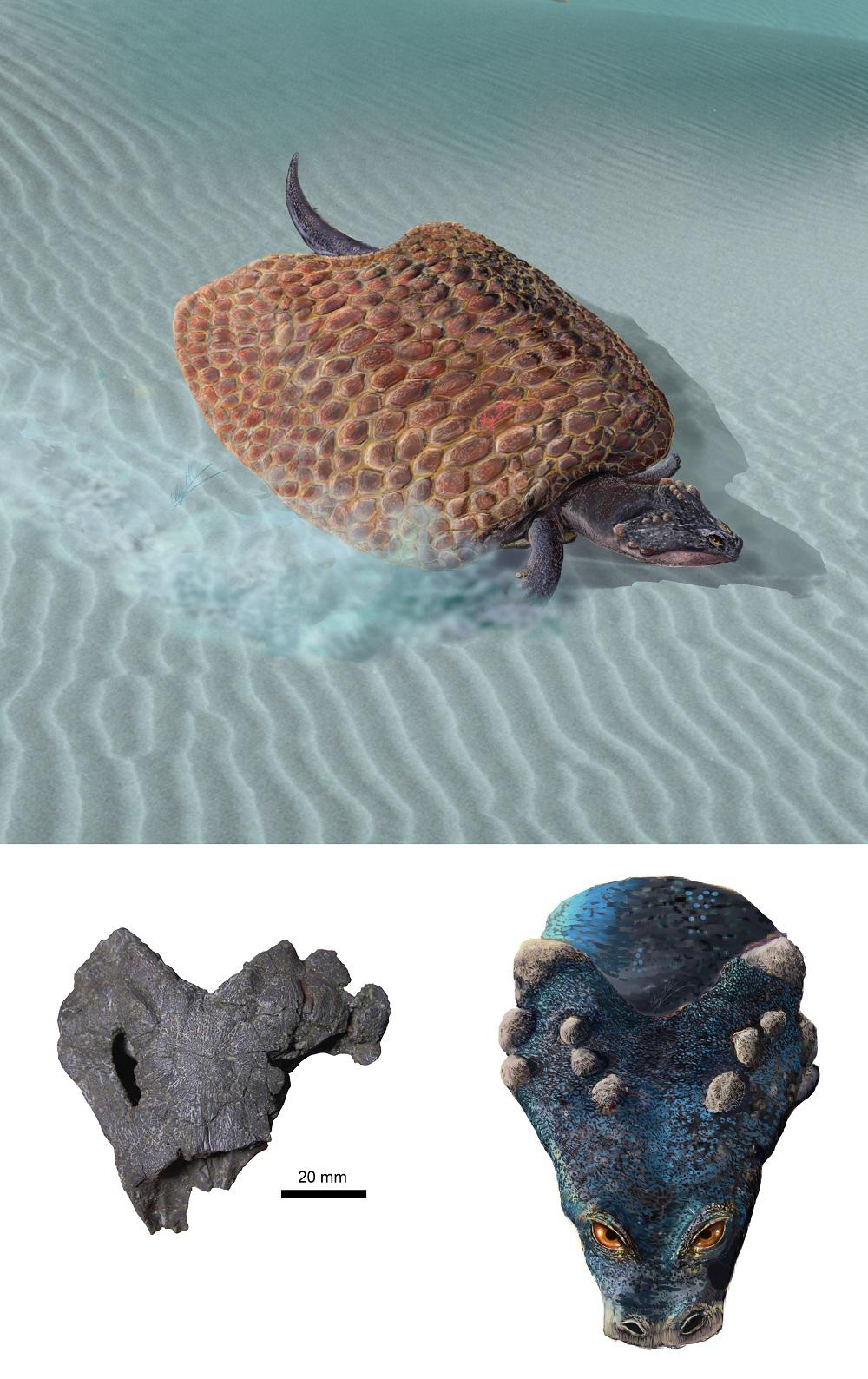 Describen una nueva especie de placodonto que habitó en Guadalajara