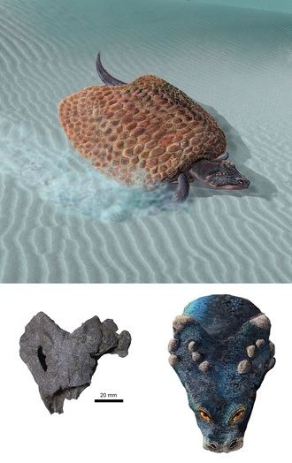 Describen una nueva especie de placodonto que habitó en Guadalajara durante el Triásico Superior