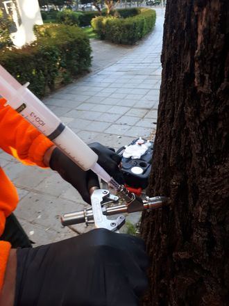 El Ayuntamiento de Guadalajara trata a más de 500 olmos mediante endoterapia