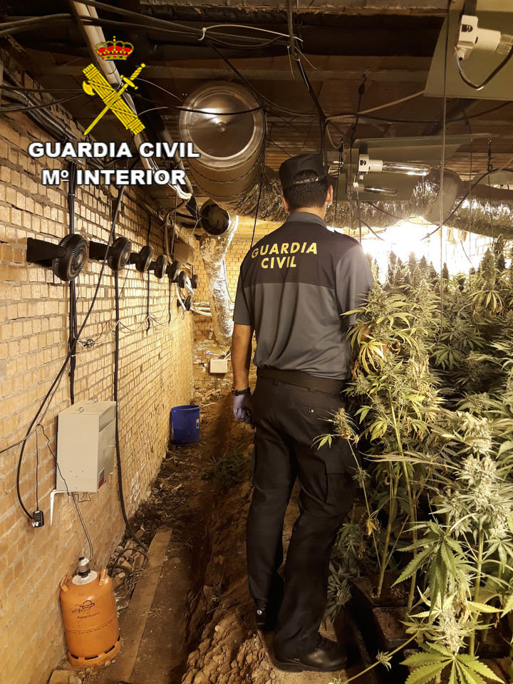 La Guardia Civil desmantela dos plantaciones de marihuana en Cabanillas del Campo y en Torrejón del Rey