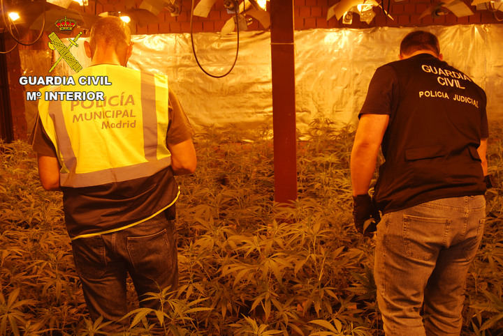Golpe de la Guardia Civil contra la producción de marihuana en El Casar: 11 detenidos con más de 3.000 plantas