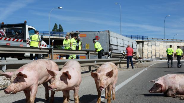 Dos camiones con cerdos vuelcan en Bonete (Albacete) y Fuentes (Cuenca)